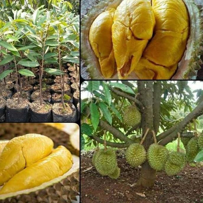 

Terlaris Bibit Tanaman Buah Durian Musang King