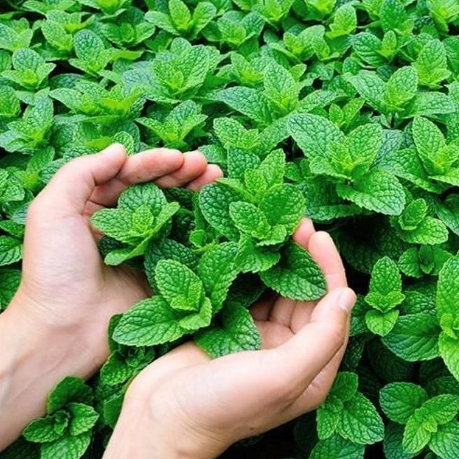 

Terlaris Original Bisa Bayar Di Tempat - Daun Mint 10 Biji Bibit Seed Benih Herb Peppermint Bibit Daun Mint Tanaman Herbal Hidroponik Premium Herba Spearmint Unggul Daun Min