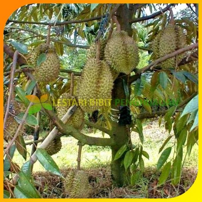 

Terlaris Bibit Durian Bawor Kaki 3