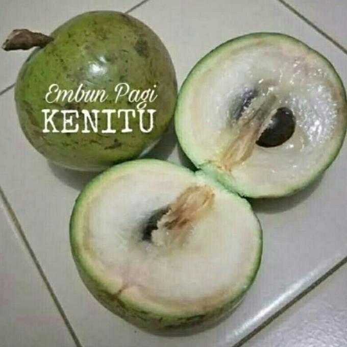 

Terlaris Genitu Manila Sawo Sawo Ijo Buah Durian Susu Sawo Tanaman Bibit Kenitu Topp