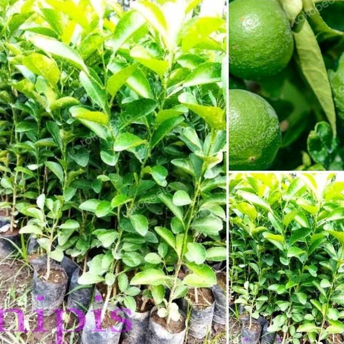 

Terlaris Paket 4 Pcs Bibit Jeruk Nipis