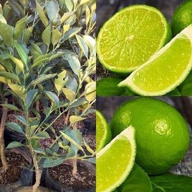 

Terlaris Bibit Jeruk Nipis
