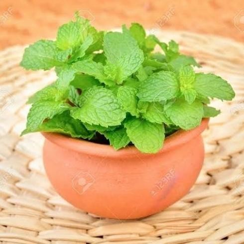 

Terlaris Best Bibit Biji Benih Herbal Daun Mint Peppermint Aroma Mentol - Spearmint 100