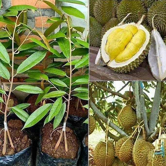 

Terlaris Bibit Buah Durian Musangking 3 Kaki Super