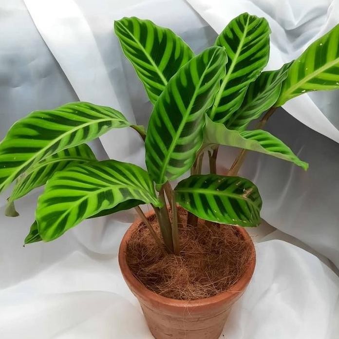 

Terlaris Tanaman Hias Calathea Zebrina / Calathea Kipas Dewa / Calathea Murah Bibit Durian