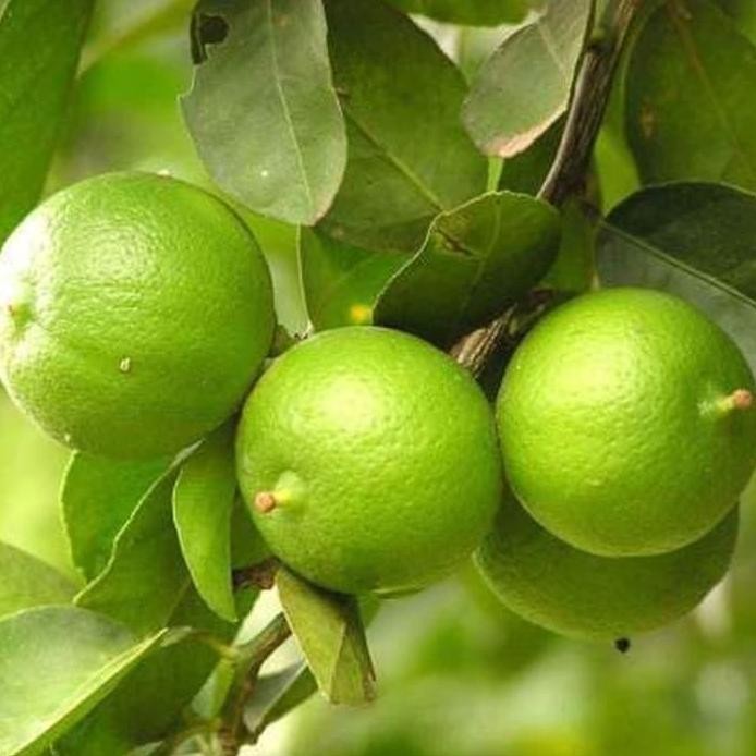 

Terlaris Bibit Jeruk Nipis Bejo Bibit