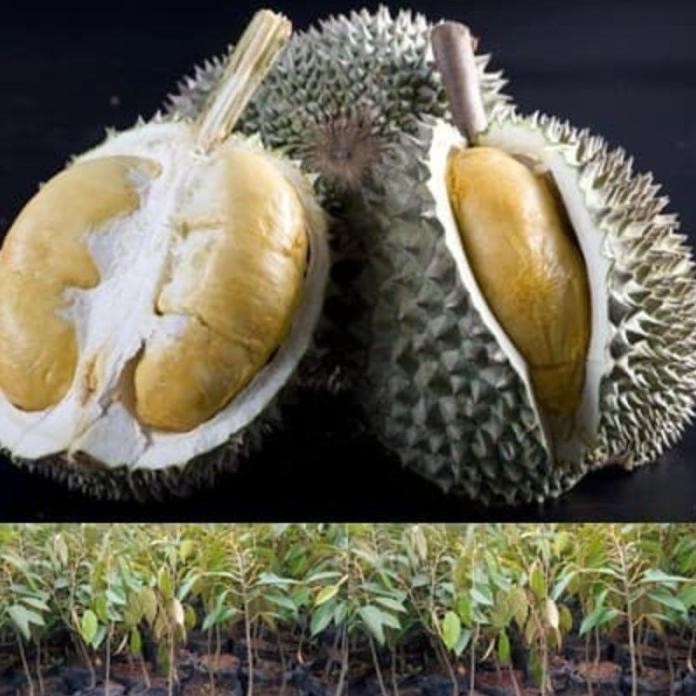 

Terlaris Bibit Durian Duri Hitam - Durian Oche