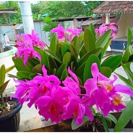 Anggrek Cattleya Mantini Anggrek Catty Catlea Pink (DEWASA)