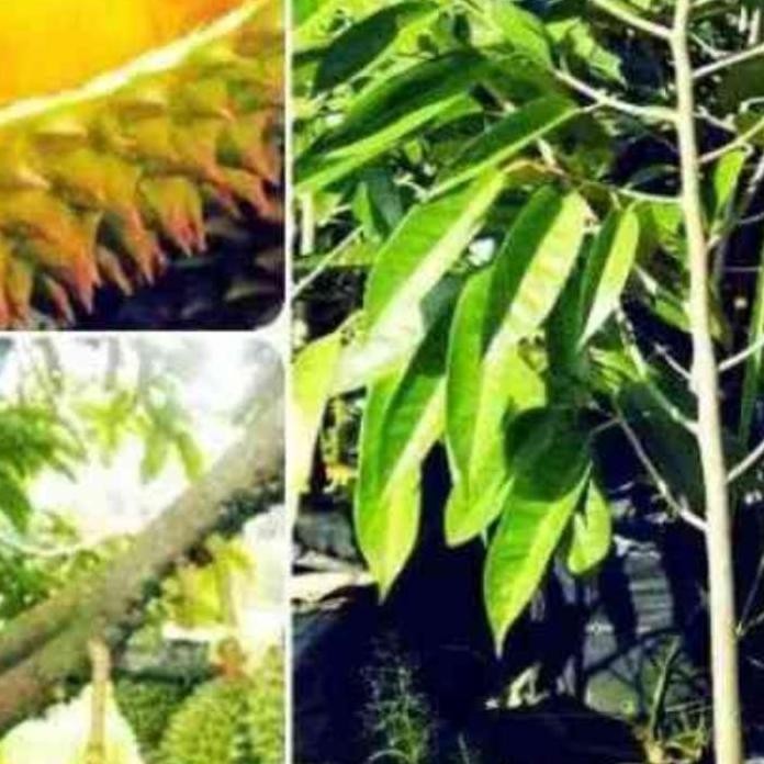 

Terlaris Bibit Durian Montong Super. 1M.