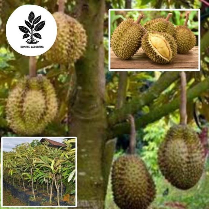 

Terlaris Bibit Durian Khantarak Asli Tanaman Buah Hasil Okulasi Super Genjah Tabulampot Cepat Berbuah