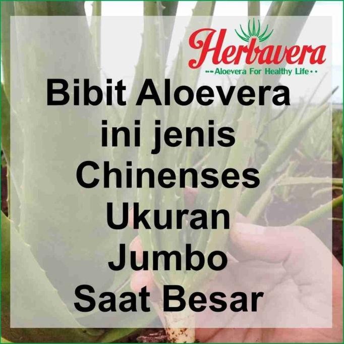 

Terlaris Terbaru Aloevera Bibit Lidah Buaya Jumbo Herbavera