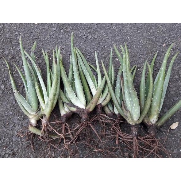 Terlaris Bibit Lidah Buaya - Lidah Buaya Jumbo - Lidah Buaya Kalimantan