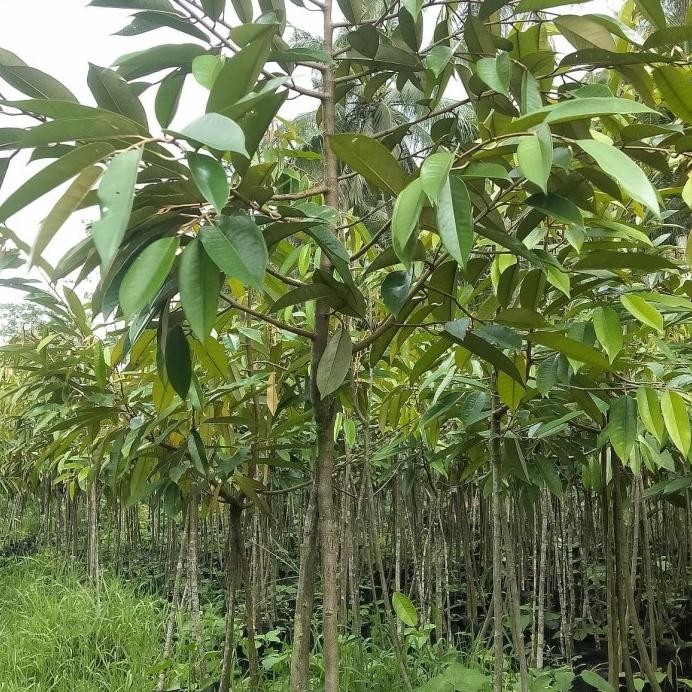

Terlaris Bibit Unggul Durian Musangking,Bawor,Duri Hitam Kaki 3 1 Meter Up