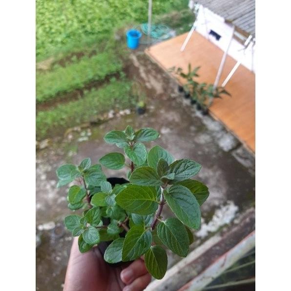 

Terlaris New-Bibit Mint, Daun Mint, Tanaman Mint, Banana Mint