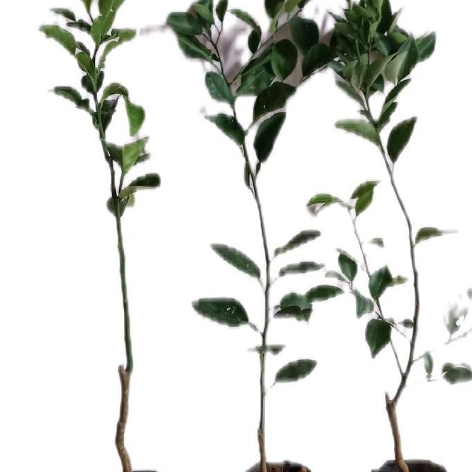 

Terlaris Paket Hemat 3 Bibit Jeruk Bibit Jeruk Siem Jeruk Nipis Jeruk Purut Angka 8