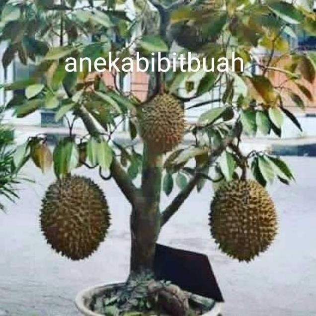 

Terlaris Bibit Durian Monthong Jumbo