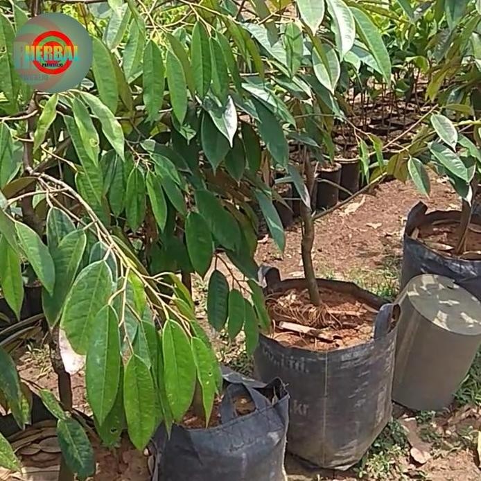

Terlaris Bibit Durian Bawor Dongkelan Karantina Tinggi 1,2 - 1, 7 Meter