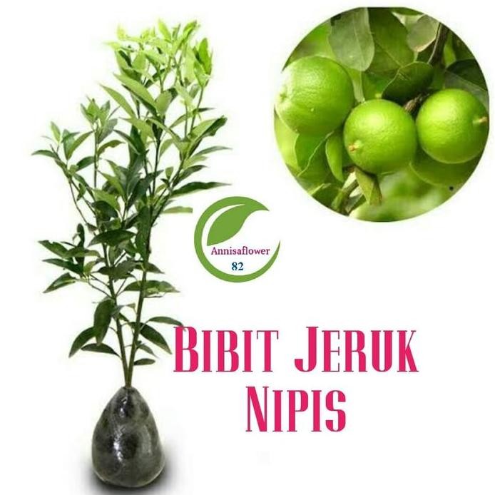 

Terlaris Bibit Tanaman Buah Jeruk Nipis/Pohon Buah Jeruk Nipis