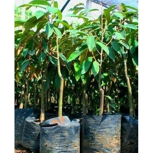 

Terlaris Bibit Durian Mao San Wang Isi 2 Pcs