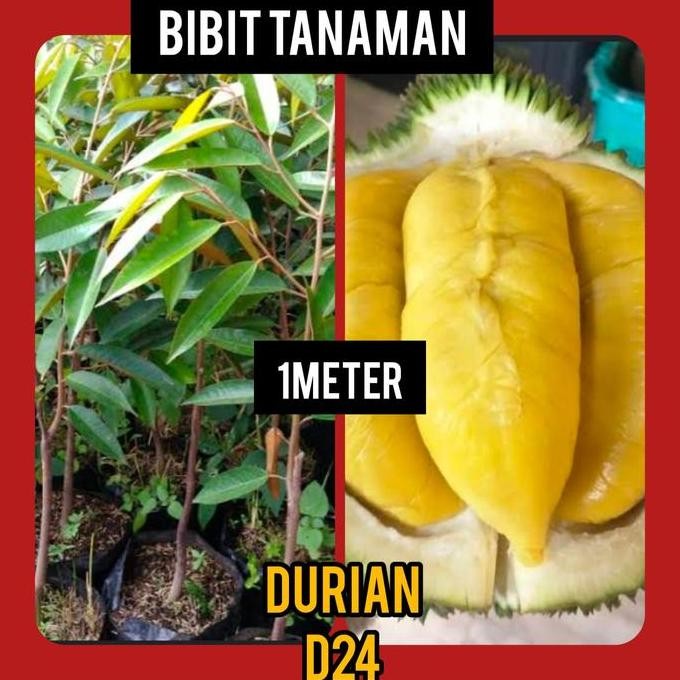 

Terlaris Bibit Durian D24 1 Meter