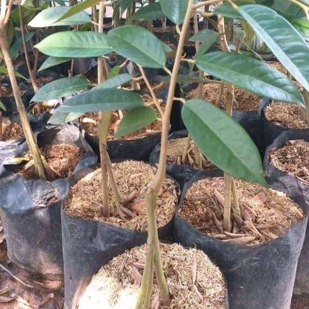 

Terlaris Bibit Tanaman Durian Kaki 3 Pohon Durian