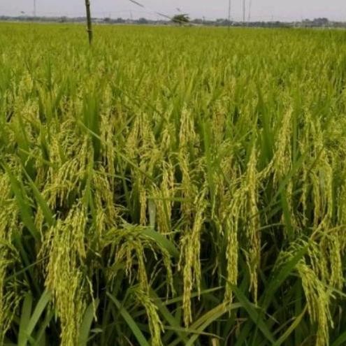 || BANANA / benih padi ua 12 sigupai ||~~~