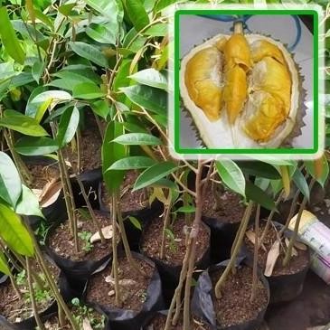 

Terlaris Bibit Tanaman Buah Durian Bawor Kaki 3 Lebih Kuat Okulasi Siap Berbuah