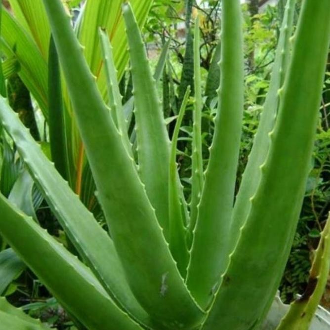 

Terlaris Bibit Lidah Buaya Jumbo,Bibit Tanaman Herbal ,Banyak Manfaatnya, Az