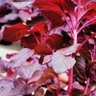 || BANANA / Benih Bayam Merah 1 kg Kotaku Hijau Unggul Nutrisi Tinggi ||~~~