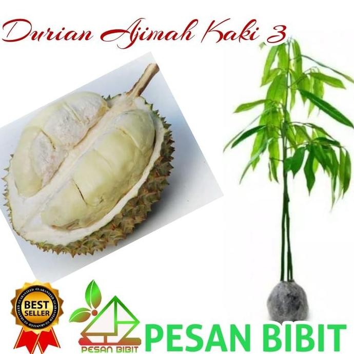 

Terlaris Bibit Durian Ajimah Kaki 3 Super