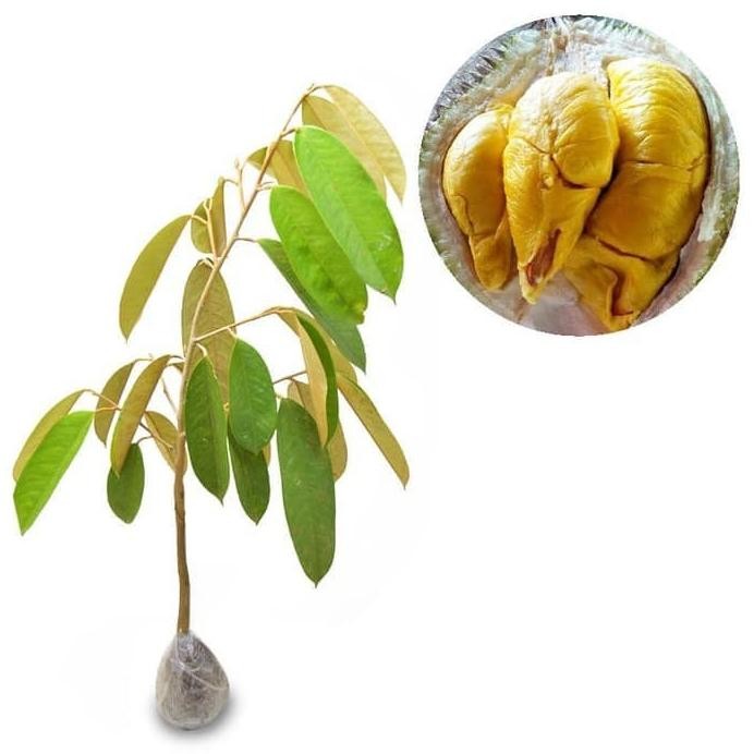 

Terlaris Bibit Tanaman Durian Musangking