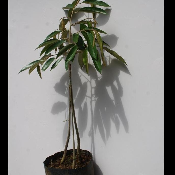 

Terlaris Promo - Bibit Tanaman Durian Musangking Kaki 3 - Harga Murah