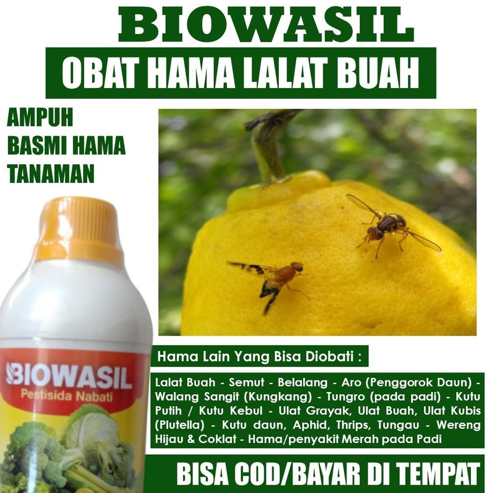 BIOWASIL 500 ML - Obat Pengusir Lalat Buah Terbaik, Pupuk Pestisida Lalat Buah Biowasil Ampuh Atasi 