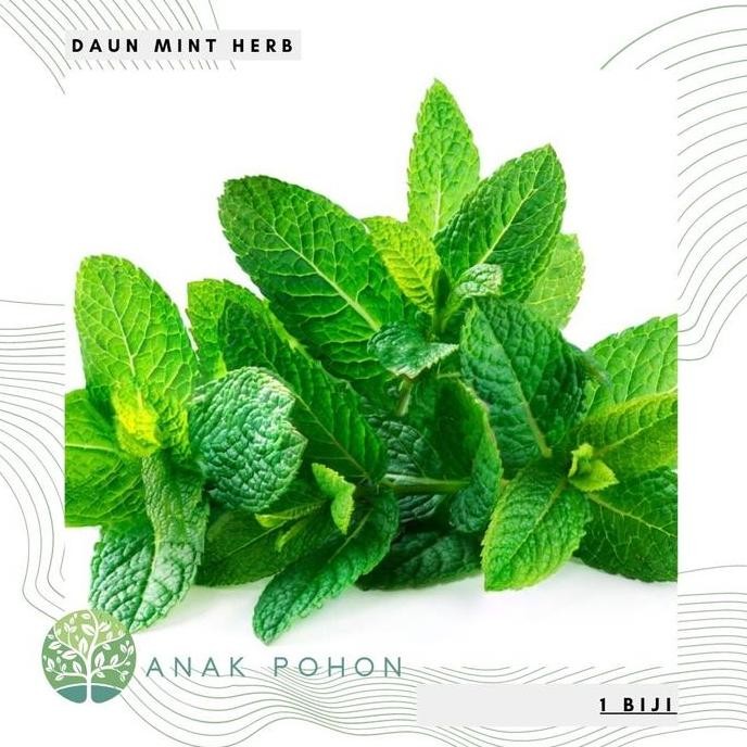 

Terlaris Benih / Bibit Daun Mint (Herbs) - Import Uk