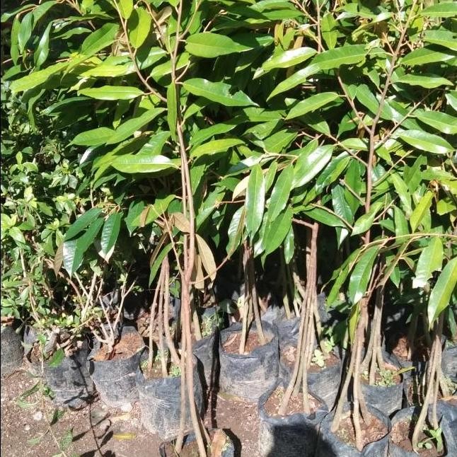 

Terlaris Bibit Durian Bawor 1 Meter Up