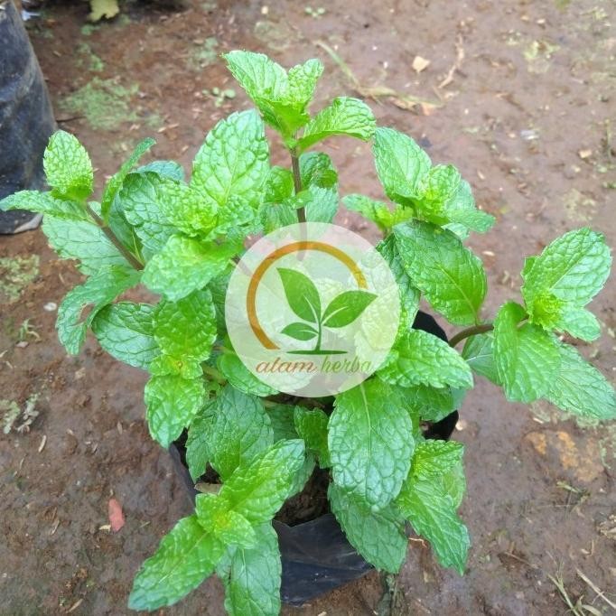 

Terlaris Bibit Tanaman Mint Spearmint Daun Spearmint Berkualitas