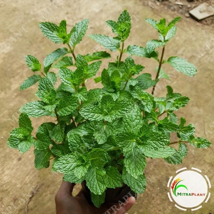 

Terlaris Bibit Tanaman Daun Spearmint - Daun Mint - Menthol - Tanaman Herbal
