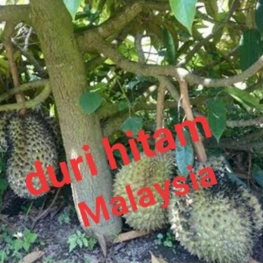 

Terlaris Bibit Tanaman Durian Duri Hitam Malaysia Pohon Durian Duri Hitam
