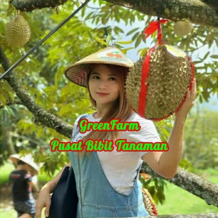 

Terlaris Bibit Durian Musangking Kaki 3 Genjah Okulasi Terlaris