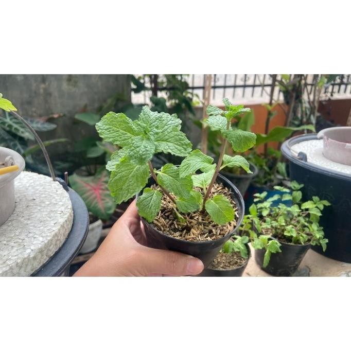 

Terlaris Bibit Daun Mint Tanaman Herbal Cyijof 2077Bv