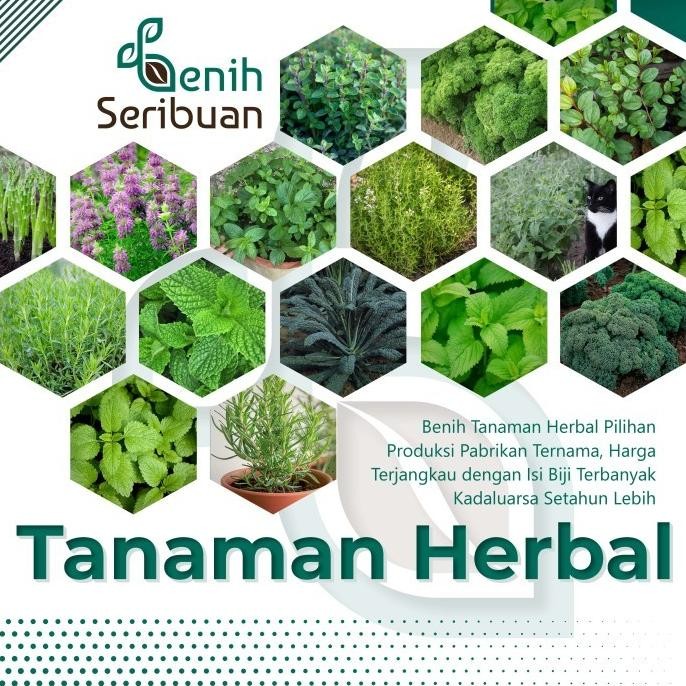 

Terlaris Bibit Herbal Benih Tanaman Herb Daun Mint Peppermint Kale Parsley Dll