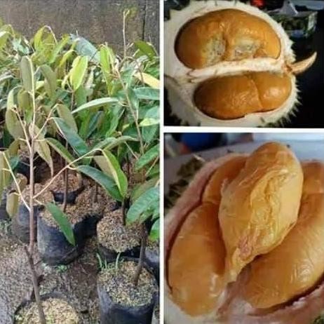 

Terlaris Bibit Durian Bawor