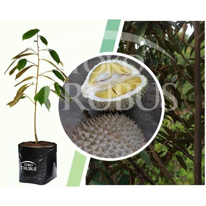 

Terlaris Bibit Tanaman Buah Durian Musangking