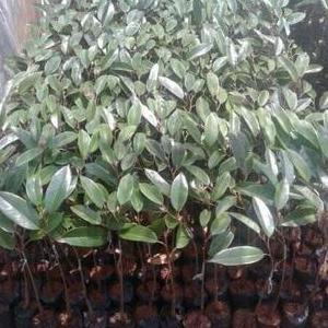 

Terlaris ( 2Pcs) Bibit Tanaman Buah Durian Duri Hitam (Ochee)/ Baby Duri Hitam