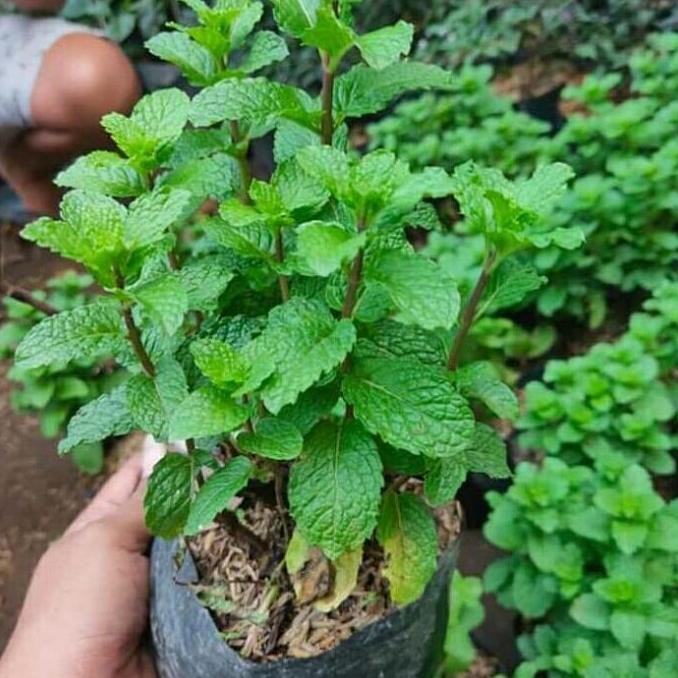 

Terlaris Bibit Herbal Daun Mint Rimbun/Pohon Obat Obatan