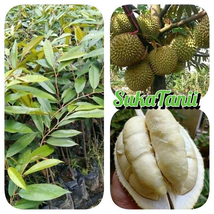 

Terlaris Bibit Durian Bawor Okulasi Bibit Durian Bawor Unggulan