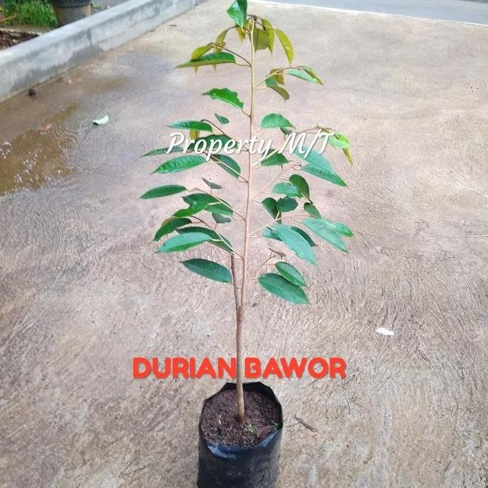 

Terlaris Bibit Durian Bawor