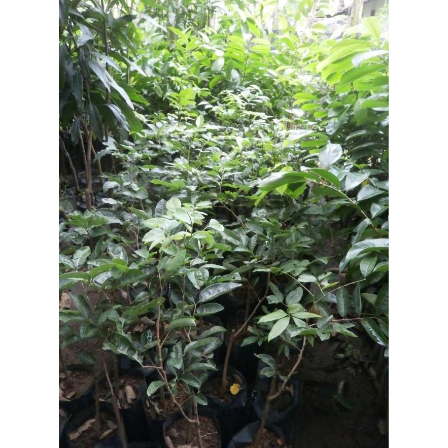 

Terlaris Promo Bibit Tanaman Kelengkeng Aroma Durian Berkualitas|Bibit Lengkeng