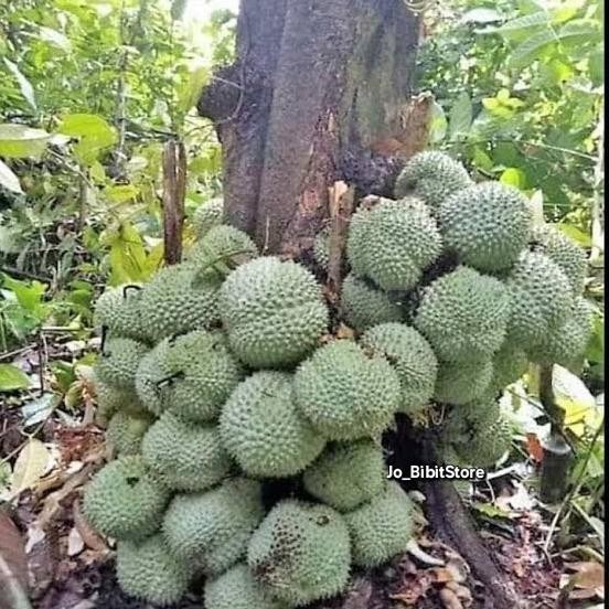 

Terlaris New* Bibit Durian Kura Kura Tinggi 80Cm- 1Meter Unggul Cepat Berbuah .