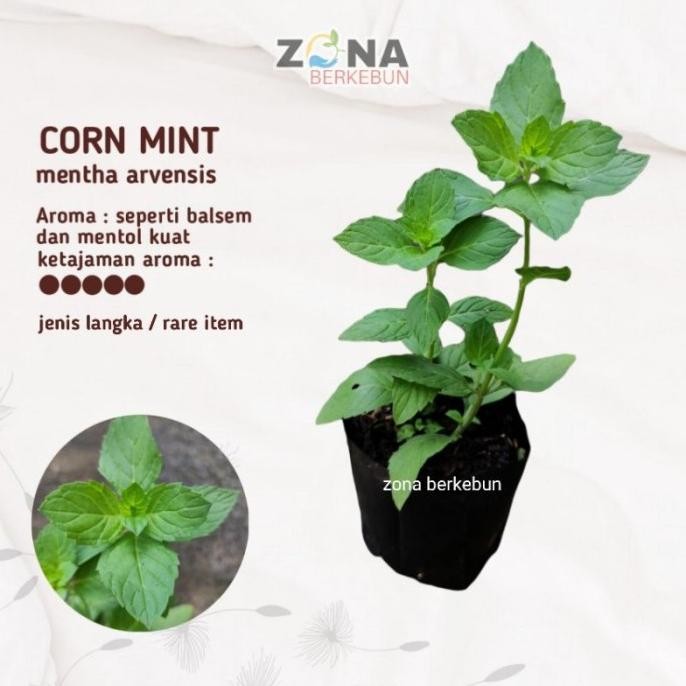 

Terlaris Promo Corn Mint Bibit Tanaman Daun Mint Jenis Corn Mint Iyodwf 9407Ny